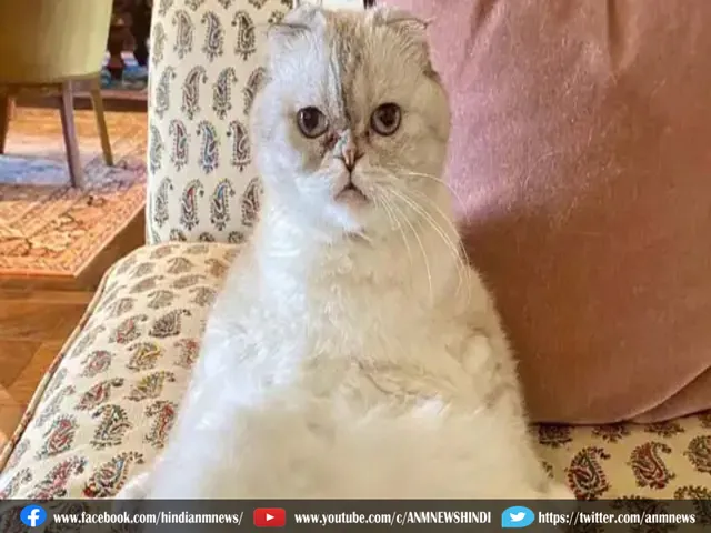 Drunk cat