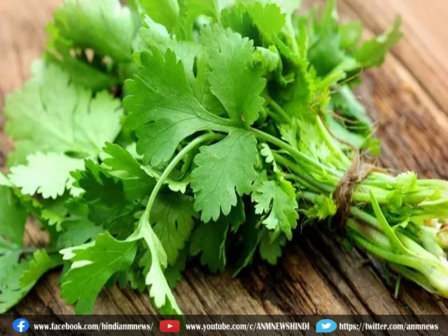 Coriander Leaves Price