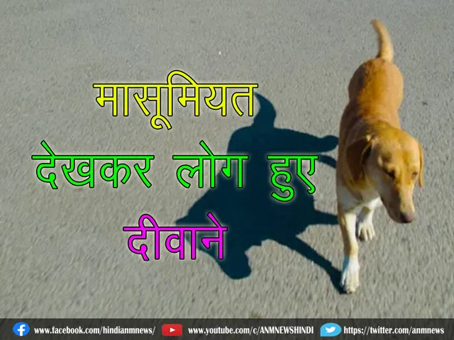 8 dog cute video