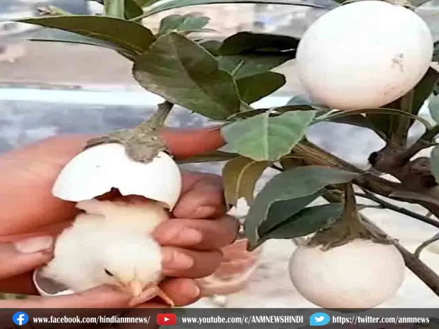 egg