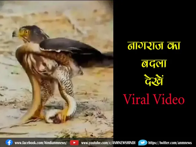VIRAL VIDEO2