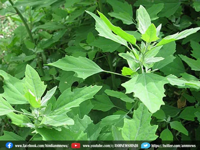 bathua saag