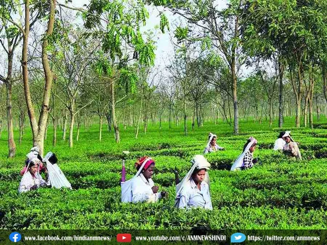 tea garden