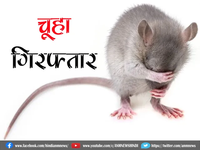 rat arrest