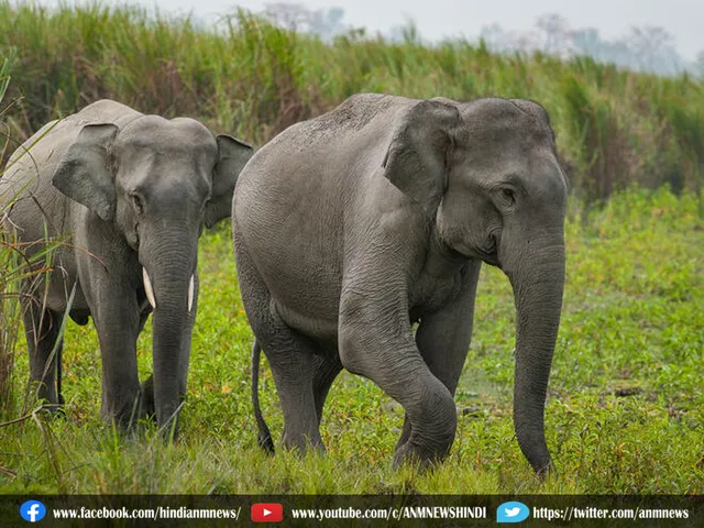 elephant goodstrain