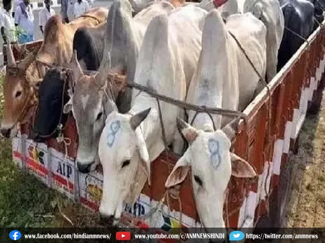 cattle.