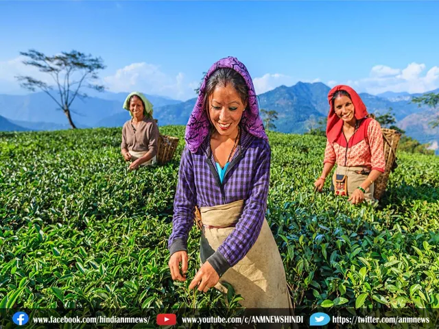 tea grden worker.