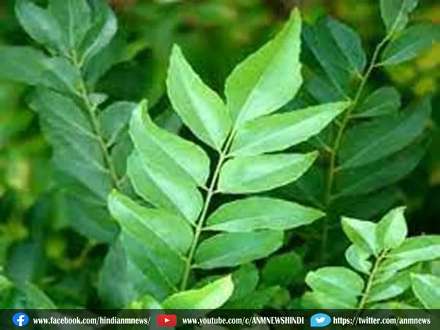 sweet neem.j