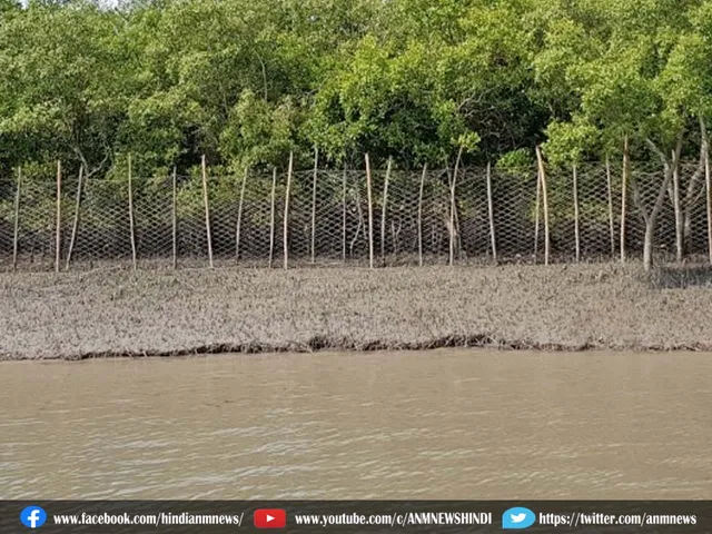 mangrove