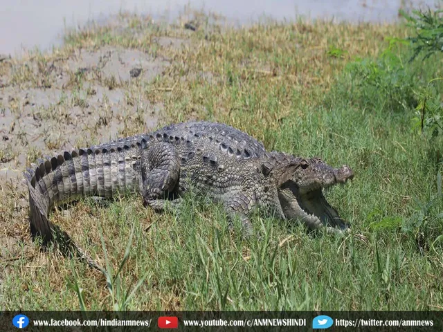 crocodiles