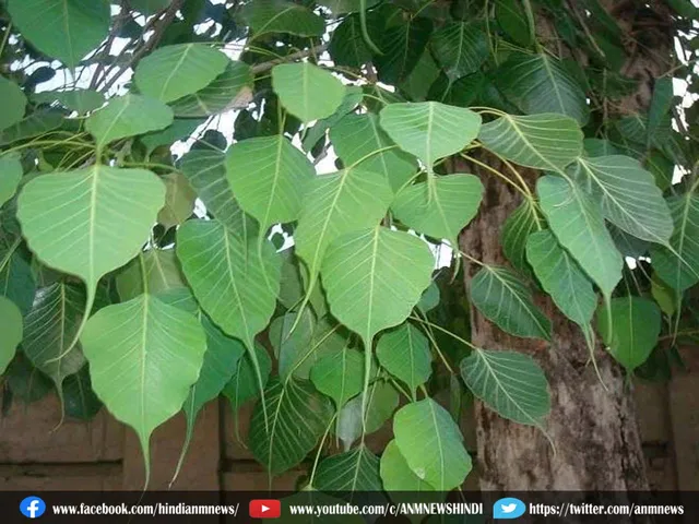 peepal ka ped.