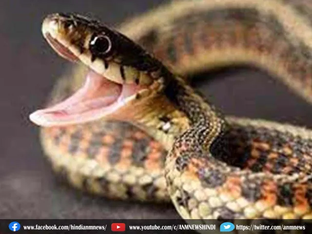 poisonous snake
