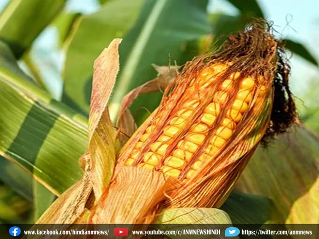 cob cob