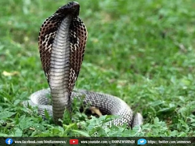 snake