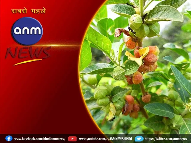 Ashwagandha