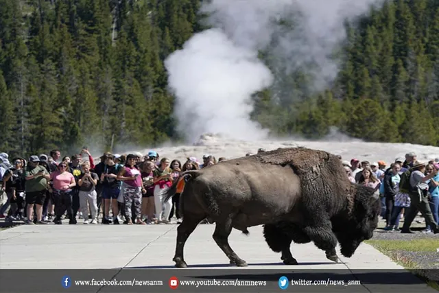 bison