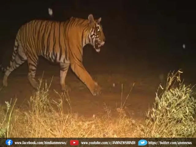 tiger died
