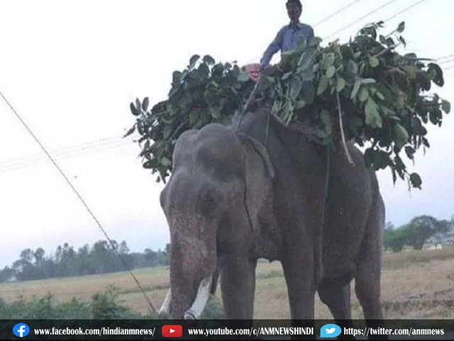 elephant mahabat