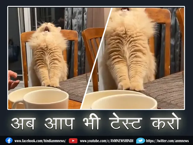 8 cat viral