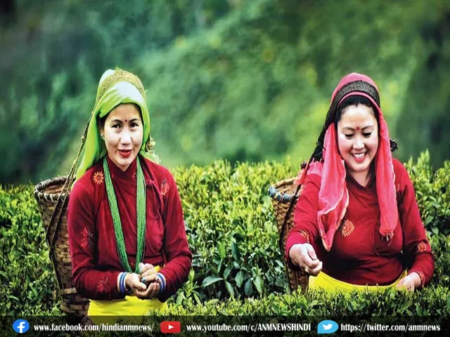 tea garden increase