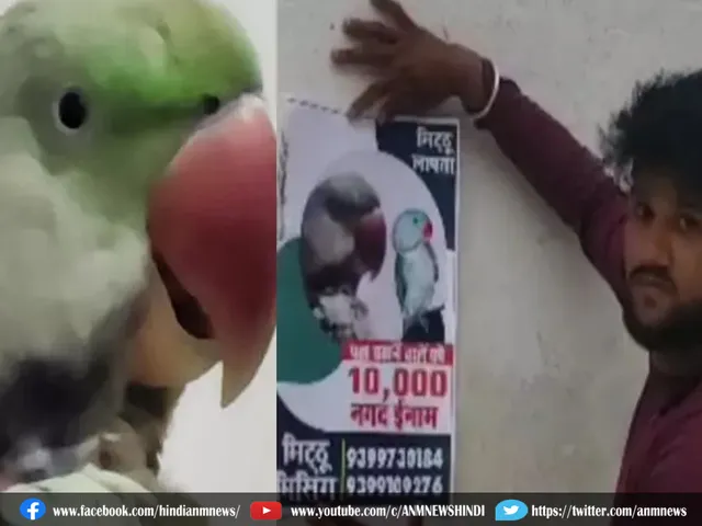 parrot