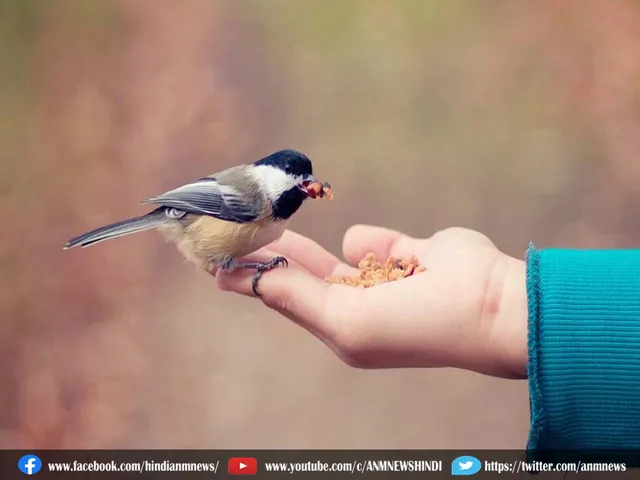 bird feeding