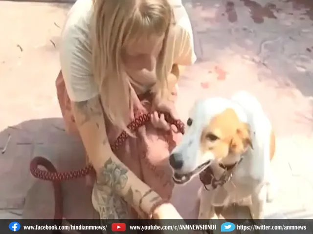  dog