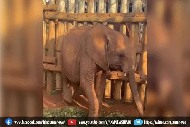 हाथी ने खाई घास, वीडियो ने जीता सबका दिल