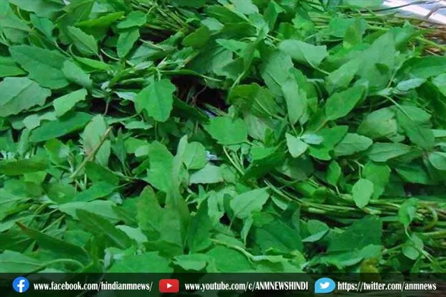 बथुआ साग खाने के हैं कई फायदे