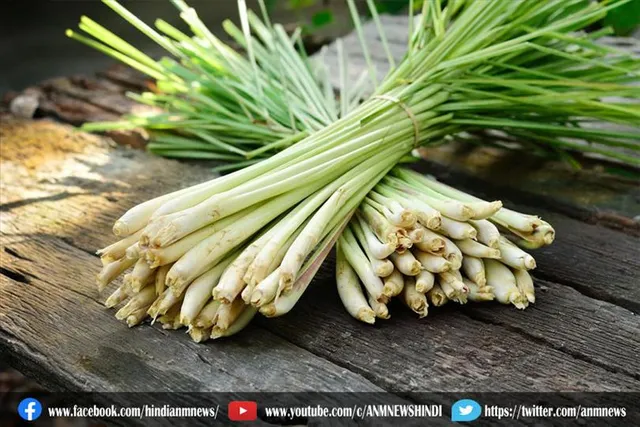 लेमनग्रास के क्या फायदे है?