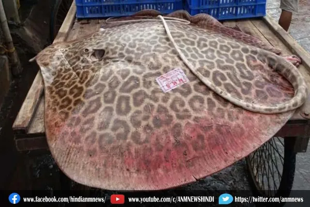 मछुआरे के जाल में फंसी 8 कुंतल की मछली