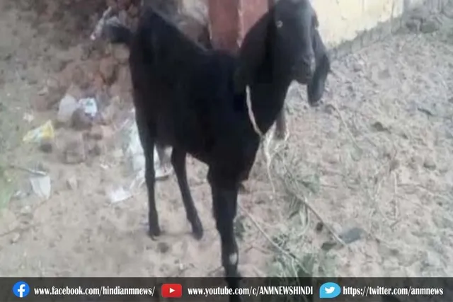 हिरासत में बकरा