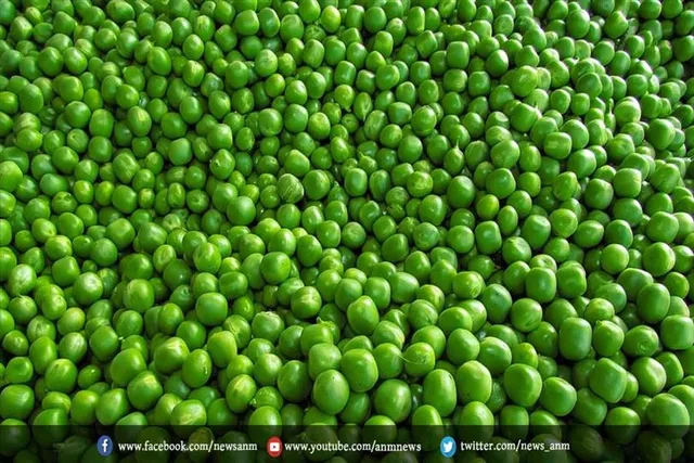 जरूरत से ज्यादा हरी मटर खाने से हो सक्ता है नुकसान