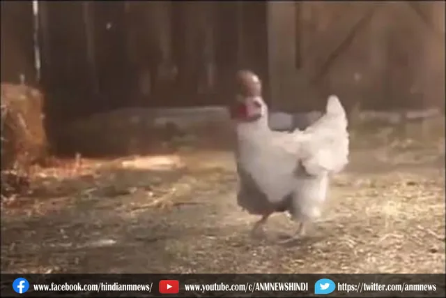 मुर्गे ने अंडे के साथ रोनाल्डो के जैसा किया करतब, देखे वीडियो