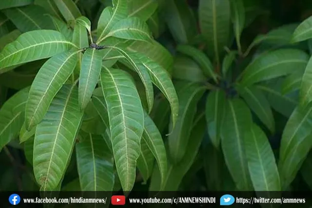 आम के पत्तों के फायदे