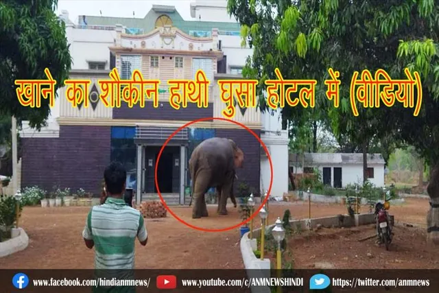 खाने का शौकीन हाथी घुसा होटल में (वीडियो)