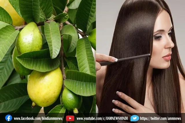 बालों पर इस चीज के साथ लगाएं अमरूद की पत्तियां