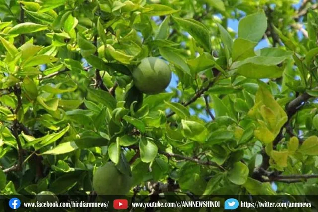 घर में लगाए बेलपत्र का पौधा, होता है शुभ
