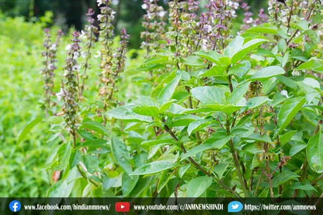 जानिए, खाली पेट तुलसी के सेवन से होने वाले फायदे