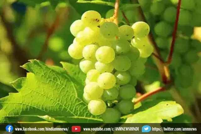 अंगूर खाने से होगा यह लाभ