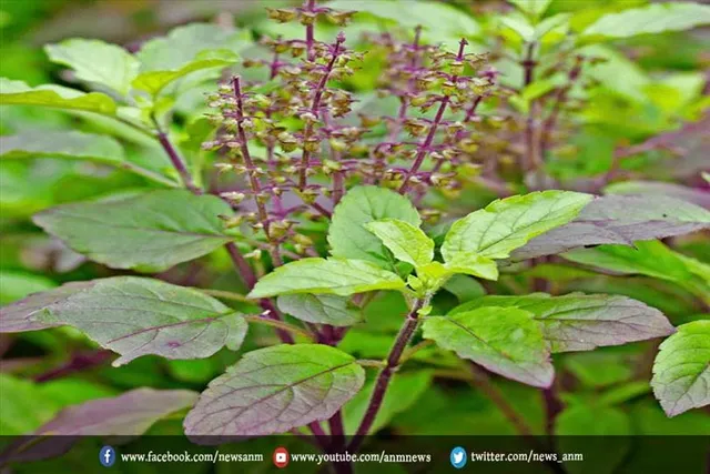 किस तरह करें तुलसी पत्तों का सेवन
