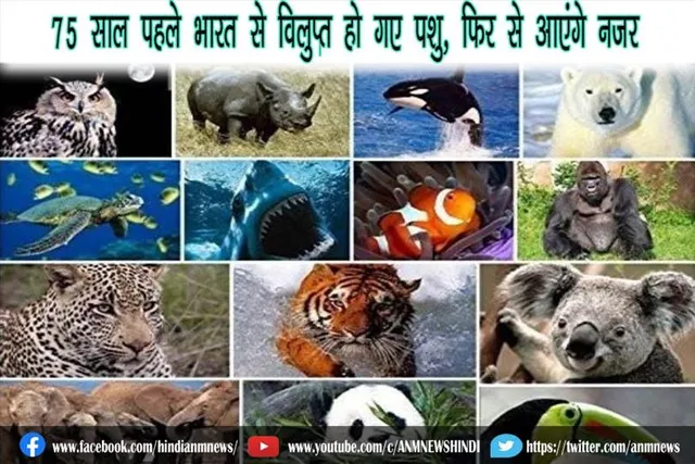 75 साल पहले भारत से विलुप्‍त हो गए पशु, फिर से आएंगे नजर