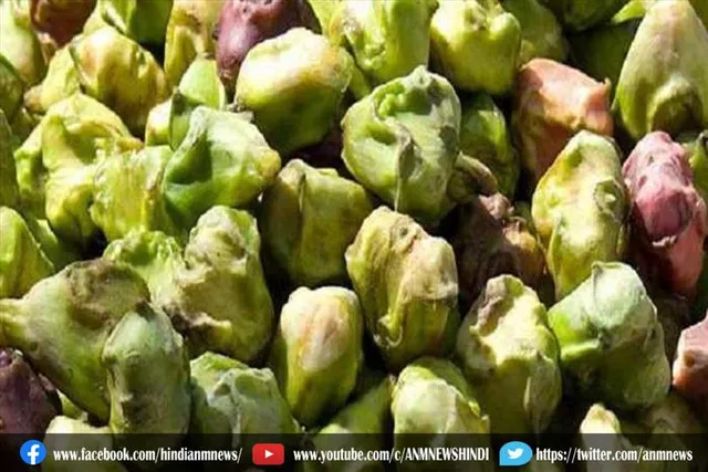 कई बीमारियों का इलाज है सिंघाड़ा