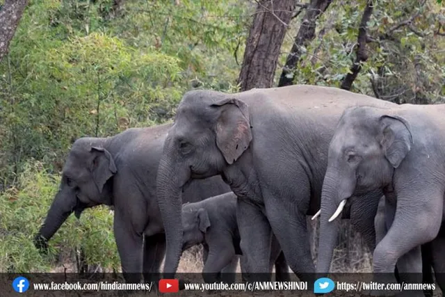 हाथियों के आने से वनकर्मी अलर्ट