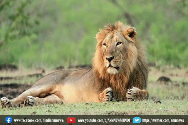 कोरोना के डेल्टा वैरिएंट से संक्रमित मिले 4 शेर