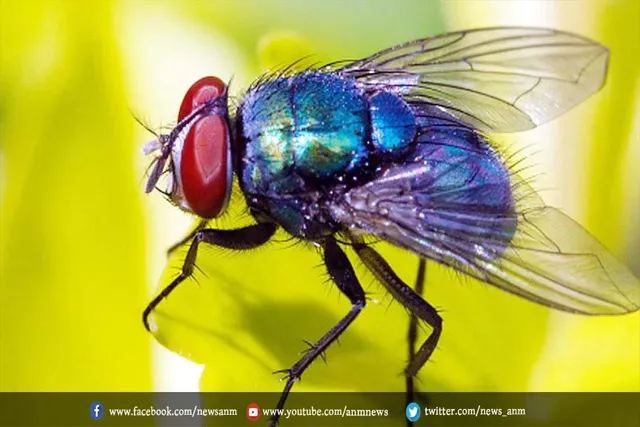 मक्खियों का राज