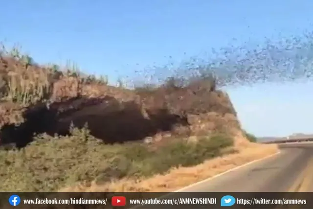मैक्सिको के गुफा से निकल रही है अनगिनत चमगादड़ों की नदी