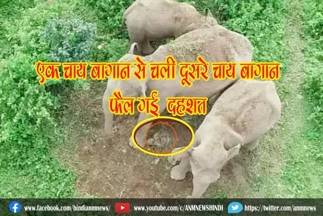 हाथियों के झुंड मृत बछड़े को लेकर एक चाय बागान से दूसरे में चली, फैल गई दहशत