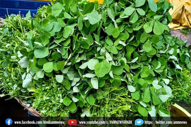 जानिए क्यों करना चाहिए मेथी के पत्तों का सेवन