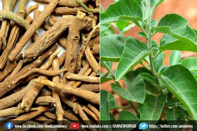 अश्वगंधा क्या है?